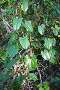 Dioscorea Transversa