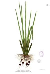 Eleocharis Dulcis