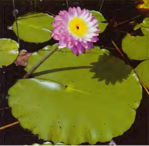 Nymphaea Violacea