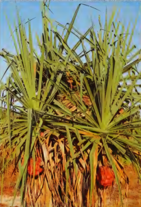 pandanus spiralis