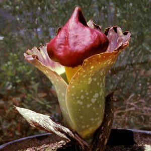 Amorphophallus Paeoniifolius
