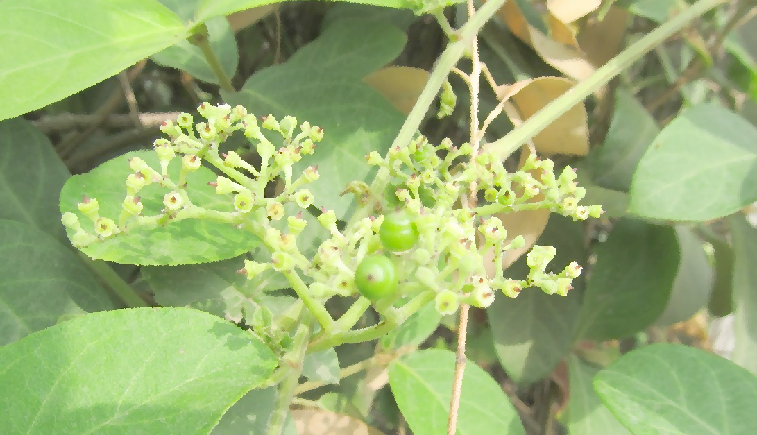 Australian Bush Tucker – Cayratia Trifolia