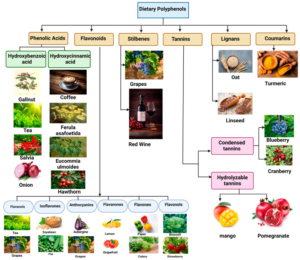 dietary polyphenols